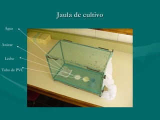 Jaula de cultivo Agua Azúcar Leche  Tubo de PVC 