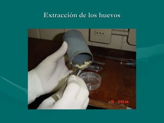 Extracción de los huevos 