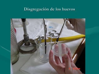 Disgregación de los huevos 