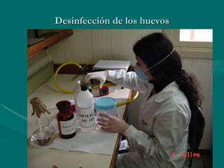 Desinfección de los huevos 