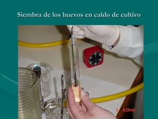 Siembra de los huevos en caldo de cultivo 