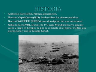 HISTORIA Ambrosio Paré (1557). Primera descripción. Guerras Napoleónicas(1829). Se describen los efectos positivos. Guerra Civil EEUU (1862)Primera descripción del uso intencional William Baer (1928). Durante la 1ª Guerra Mundial observa algunos casos y luego en tiempos de paz se convierte en el primer médico que promocionó y usa la Terapia Larval. 