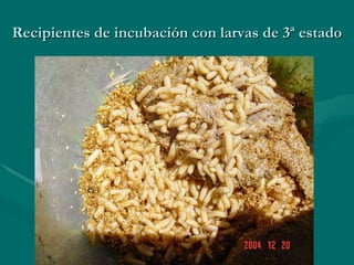 Recipientes de incubación con larvas de 3ª estado 