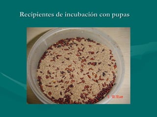 Recipientes de incubación con pupas 
