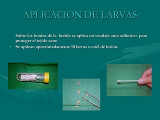 APLICACION DE LARVAS Sobre los bordes de la  herida se aplica un vendaje auto adhesivo  para proteger el tejido sano Se aplican aproximadamente 10 larvas x cm2 de lesión. 