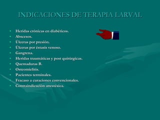 INDICACIONES DE TERAPIA LARVAL Heridas crónicas en diabéticos. Abscesos. Úlceras por presión. Úlceras por éstasis venoso. Gangrena. Heridas traumáticas y post quirúrgicas. Quemaduras B. Osteomielitis. Pacientes terminales. Fracaso a curaciones convencionales. Contraindicación anestésica. 