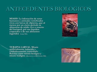 ANTECEDENTES BIOLOGICOS MIASIS :  La infestación de seres humanos y animales vertebrados vivos con larvas de dípteros, que al menos por un cierto periodo se alimentan de tejido vivo o muerto del huésped, por sus líquidos corporales o de sus alimentos ingeridos  ( Zumpt 1965). TERAPIA LARVAL :  Miasis artificialmente inducida y cuidadosamente controlada. Balance entre miasis benigna y miasis maligna.  (Sherman et al, 2000; Petcher 1982). 