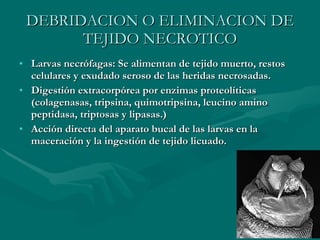 DEBRIDACION O ELIMINACION DE TEJIDO NECROTICO Larvas necrófagas: Se alimentan de tejido muerto, restos celulares y exudado seroso de las heridas necrosadas. Digestión extracorpórea por enzimas proteolíticas (colagenasas, tripsina, quimotripsina, leucino amino peptidasa, triptosas y lipasas.) Acción directa del aparato bucal de las larvas en la maceración y la ingestión de tejido licuado. 