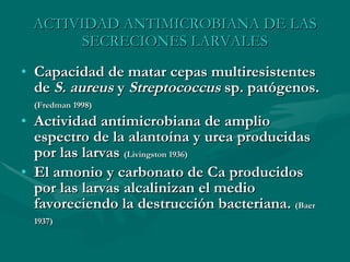 ACTIVIDAD ANTIMICROBIANA DE LAS SECRECIONES LARVALES Capacidad de matar cepas multiresistentes de  S. aureus  y  Streptococcus  sp. patógenos.  (Fredman 1998)   Actividad antimicrobiana de amplio espectro de la alantoína y urea producidas por las larvas  (Livingston 1936) El amonio y carbonato de Ca producidos por las larvas alcalinizan el medio favoreciendo la destrucción bacteriana.  (Baer 1937)   