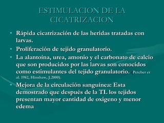 ESTIMULACION DE LA CICATRIZACION Rápida cicatrización de las heridas tratadas con larvas. Proliferación de tejido granulatorio. La alantoína, urea, amonio y el carbonato de calcio que son producidos por las larvas son conocidos como estimulantes del tejido granulatorio.  ( Petcher et al. 1982, Hinshaw, J.2000). Mejora de la circulación sanguínea: Esta demostrado que después de la TL los tejidos presentan mayor cantidad de oxigeno y menor edema 