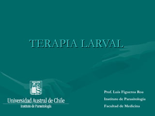 TERAPIA LARVAL Prof. Luis Figueroa Roa Instituto de Parasitologia  Facultad de Medicina 