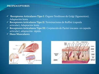 Reseptor Pacini Ruffini Generalidades de las Terapia Manual.pptx