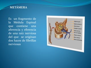 Generalidades de las Terapia Manual.pptx