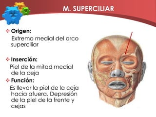 M. SUPERCILIAROrigen:  Extremo medial del arco superciliarInserción:   Piel de la mitad medial de la cejaFunción:    Es llevar la piel de la ceja hacia afuera. Depresión de la piel de la frente y cejas   