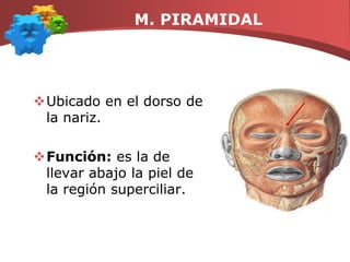 M. PIRAMIDALUbicado en el dorso de la nariz.Función: es la de llevar abajo la piel de la región superciliar.