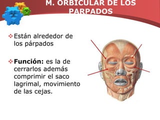 M. ORBICULAR DE LOS PARPADOSEstán alrededor de los párpados Función: es la de cerrarlos además comprimir el saco lagrimal, movimiento de las cejas.
