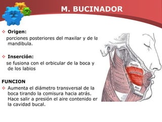 M. BUCINADOROrigen: porciones posteriores del maxilar y de la mandibula.Inserción:    se fusiona con el orbicular de la boca y de los labiosFUNCIONAumenta el diámetro transversal de la boca tirando la comisura hacia atrás. Hace salir a presión el aire contenido en la cavidad bucal.