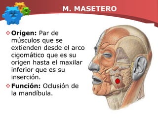 Función: eleva el mentón y el labio inferior.M. ORBICULAR DE LOS LABIOSOrigen: Músculo elíptico, situado alrededor del orificio bucal.Inserción: Se divide en dos mitades: semiorbicular superior e inferior.Función: Constituye el esfínter del orificio bucal. La contracción de las zonas periféricas del orbicular frunce los labios y los proyecta hacia adelante, tambien hacia atrás.