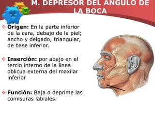 M. MASETEROOrigen: Par de músculos que se extienden desde el arco cigomático que es su origen hasta el maxilar inferior que es su inserción.Función: Oclusión de la mandíbula.