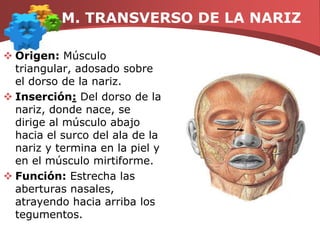 M. DEPRESOR DEL ANGULO DE LA BOCAOrigen: En la parte inferior de la cara, debajo de la piel; ancho y delgado, triangular, de base inferior.Inserción: por abajo en el tercio interno de la línea oblicua externa del maxilar inferiorFunción: Baja o deprime las comisuras labiales.