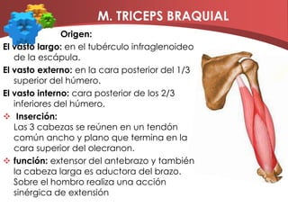 M. BICEPS BRAQUIALCabeza larga:     Se origina en el tubérculo supraglenoideo de la escápula. Cabeza corta:    se origina en la apófisis coracoidesFunción:flexiona el antebrazo sobre el brazo en la articulación del codo
