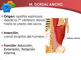 M. TRICEPS BRAQUIAL   			Origen: El vasto largo: en el tubérculo infraglenoideo de la escápula.El vasto externo: en la cara posterior del 1/3 superior del húmero.El vasto interno: cara posterior de los 2/3 inferiores del húmero. Inserción:Las 3 cabezas se reúnen en un tendón común ancho y plano que termina en la cara superior del olecranon.función: extensor del antebrazo y también la cabeza larga es aductora del brazo. Sobre el hombro realiza una acción sinérgica de extensión