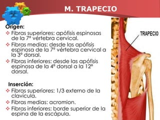 M. DORSAL ANCHOOrigen: apófisis espinosas desde la 7ª vértebra dorsal hasta la cresta del sacro-Inserción:canal bicipital del húmero.Función: Aducción, Extensión, Rotación interna..