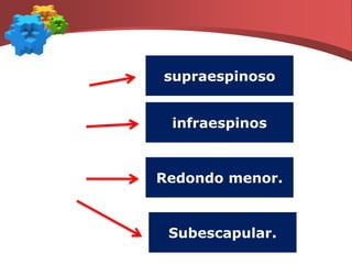 DEL MANGUITO ROTADORTendón común formado por los 4 músculos que rodean la articulación del hombro.Encargado de la rotación de la articulación, con la cabeza del húmero en la concavidad de la escápula para permitir la elevación de la extremidad, y colabora en la estabilidad del hombro para prevenir la luxación de la articulación.