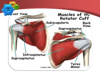 supraespinosoinfraespinosRedondo menor.Subescapular.