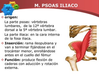 M. CUADRICEPS   Origen: cara externa del fémur desde el trocánter mayor a la línea áspera.Inserción: borde superoexterno de la rótula, algunas fibras continúan hacia abajo para finalizar en la tibia.Función: Extensor máximo de la rodilla. El recto anterior también es un flexor de la cadera. Es muy poca la función que a veces desempeña.