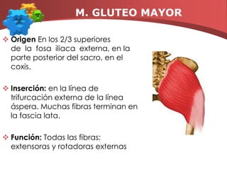 M. PSOAS ILIACOorigen:   La parte psoas: vértebras lumbares,  de la 12ª vértebra dorsal a la 5ª vértebra lumbar.   La parte iliaca: en la cara interna de la fosa iliaca.Inserción: rama ileopubiana y van a terminar fijándose en el trocánter menor, enrollándose antes en el cuello del fémurFunción: produce flexión de caderas con aducción y rotación externa.