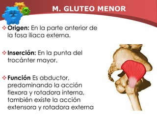 M. GLUTEO MEDIANOOrigen: En la zona media de la fosa iliaca externa, en la cresta iliaca.   Inserción: En la cara externa del trocánter mayor.   Función: Abductor principal, pero al contrario que el glúteo menor su acción extensora y rotadora externa predomina sobre su componente flexor y rotador interno.