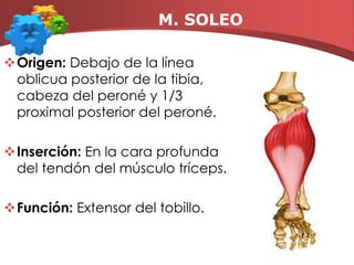 M. TRICEPS SURAL- GEMELO		Origen:El gemelo interno: cara posterosuperior del cóndilo femoral internoEl gemelo externo: en la cara posterosuperior del cóndilo femoral externo.Inserción:En la cara posteroplantar del calcáneo.Función:   elevar el talón y extender el pie; están involucrados al pararnos, correr, caminar y al saltar