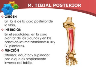 M. SOLEOOrigen: Debajo de la línea oblicua posterior de la tibia, cabeza del peroné y 1/3 proximal posterior del peroné.Inserción: En la cara profunda del tendón del músculo tríceps.Función: Extensor del tobillo.