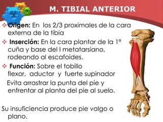 M. TIBIAL POSTERIORORIGEN    En  la ½ de la cara posterior de la tibia, INSERCIÓN    En el escafoides, en la cara plantar de las 3 cuñas y en las bases de los metatarsianos II, III y IV. plantares. FUNCIÓN   Extensor, aductor y supinador, por lo que es propiamente inversor del tobillo.