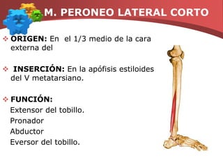 M. TIBIAL ANTERIOROrigen: En  los 2/3 proximales de la cara externa de la tibia Inserción: En la cara plantar de la 1ª cuña y base del I metatarsiano, rodeando al escafoides.   Función: Sobre el tobillo flexor,  aductor  y  fuerte supinador   Evita arrastrar la punta del pie y enfrentar al planta del pie al suelo.Su insuficiencia produce pie valgo o plano.