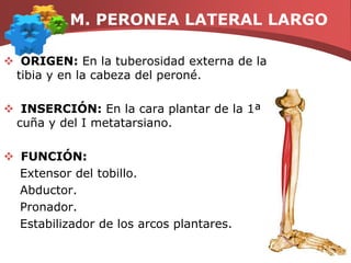 M. PERONEO LATERAL CORTOORIGEN: En  el 1/3 medio de la cara externa del INSERCIÓN: En la apófisis estiloides del V metatarsiano.   FUNCIÓN:   Extensor del tobillo.   Pronador   AbductorEversor del tobillo.
