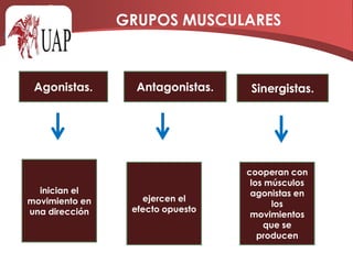 Músculos Agonistas, Antagonistas y Sinergistas.
