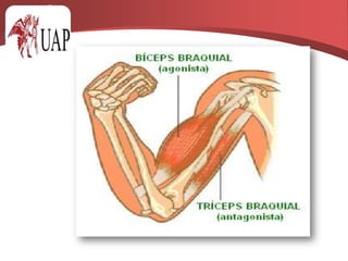 GRUPOS MUSCULARESAgonistas. Antagonistas.Sinergistas.inician el movimiento en una direcciónejercen el efecto opuestocooperan con los músculos agonistas en los movimientos que se producen