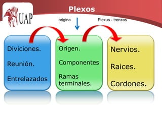 Raíces Nerviosas, Nervios y Plexos.