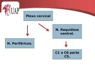 Medula espinal. 1º cervical a 2º lumbarR. ventrales 31 pares n. raquídeos R. dorsales N. periféricos