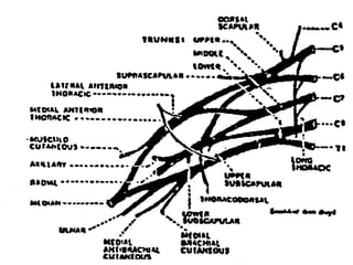 Plexo cervicalN. Raquídeos ventral.N. Periféricos.C1 a C6 parte C5.
