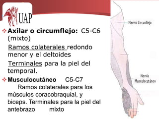 Dorsal escapular, C5 (motor)   inerva: Músculo elevador de la escápula y romboides.Torácico largo:	C5-C7	Músculo serrato anterior	(motor)Supraescapular:	C5-C6	Músculos supraespinoso e infraespinoso	motor