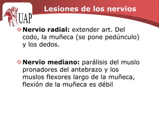 Lesiones de los nerviosNervio radial: extender art. Del codo, la muñeca (se pone pedúnculo) y los dedos.Nervio mediano: parálisis del muslo pronadores del antebrazo y los muslos flexores largo de la muñeca, flexión de la muñeca es débil
