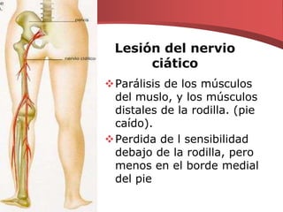 Lesión del nervio ciáticoParálisis de los músculos del muslo, y los músculos distales de la rodilla. (pie caído).Perdida de l sensibilidad debajo de la rodilla, pero menos en el borde medial del pie 
