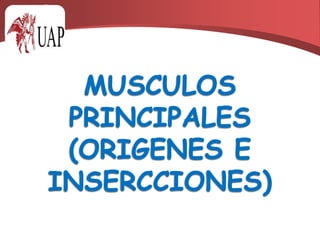 MUSCULOS PRINCIPALES(ORIGENES E INSERCCIONES)