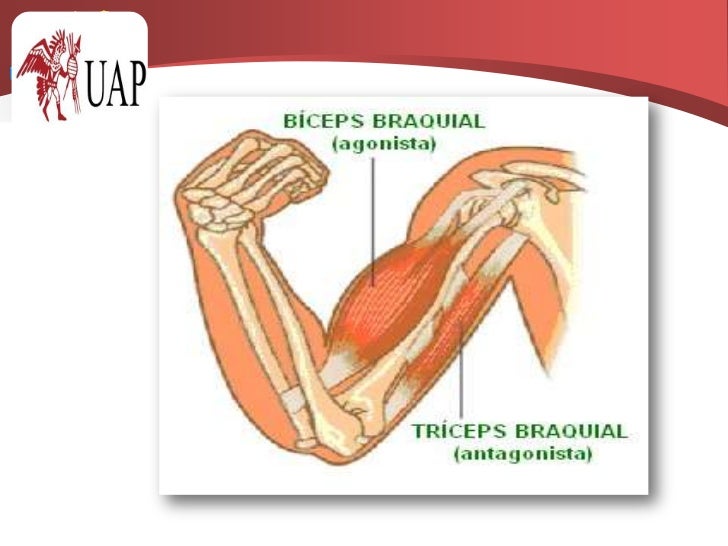 musculos principales