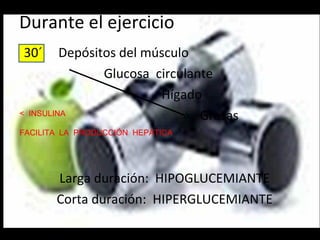 Durante el ejercicio 30´  Depósitos del músculo Glucosa  circulante Hígado  Grasas Larga duración:  HIPOGLUCEMIANTE Corta duración:  HIPERGLUCEMIANTE <  INSULINA FACILITA  LA  PRODUCCIÓN  HEPÁTICA 