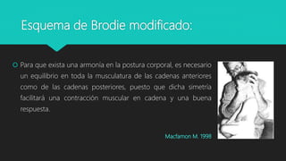 Esquema de Brodie modificado:
 Para que exista una armonía en la postura corporal, es necesario
un equilibrio en toda la musculatura de las cadenas anteriores
como de las cadenas posteriores, puesto que dicha simetría
facilitará una contracción muscular en cadena y una buena
respuesta.
Macfamon M. 1998
 