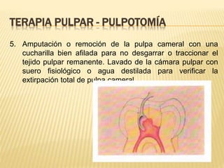 5. Amputación o remoción de la pulpa cameral con una
cucharilla bien afilada para no desgarrar o traccionar el
tejido pulpar remanente. Lavado de la cámara pulpar con
suero fisiológico o agua destilada para verificar la
extirpación total de pulpa cameral.
TERAPIA PULPAR - PULPOTOMÍA
 